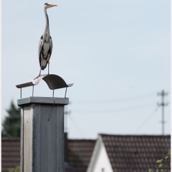 Hoch ueberm Goldfischteich  .jpg