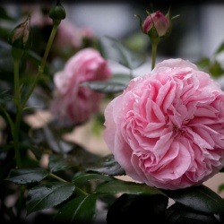 historische Rosen _.jpg