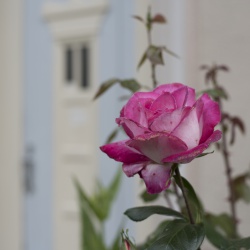 Sommer vor der Tuer.jpg