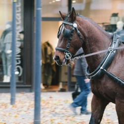 Schaulaufen in der Fussgaengerzone.jpg